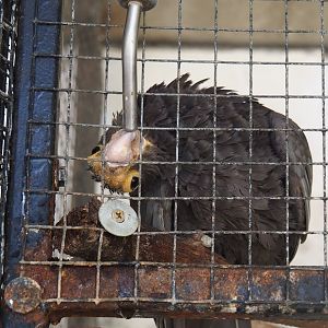 Greater Vasa parrot (Coracopsis vasa) drinking, 2019-08-04