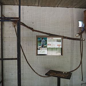 Greater Vasa parrot indoor housing, 2019-08-04