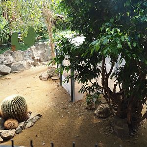 Leopard tortoise exhibit in the tropical house, 2019-08-04