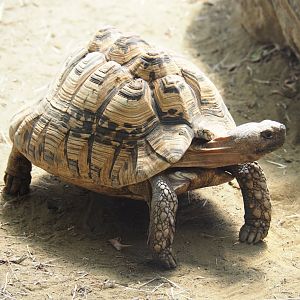 Leopard tortoise (Stigmochelys pardalis), 2019-08-04