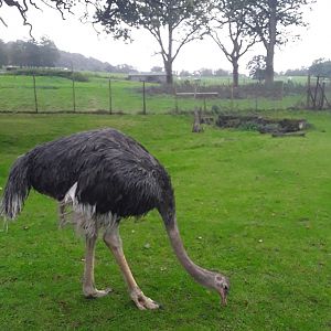 Good photo of one of the Ostriches