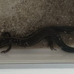 Chalcides sexlineatus