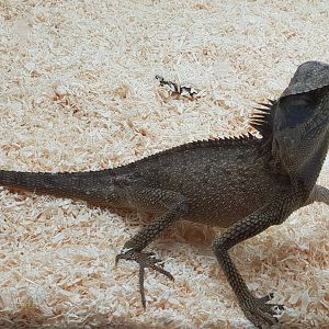 Acanthosaura capra