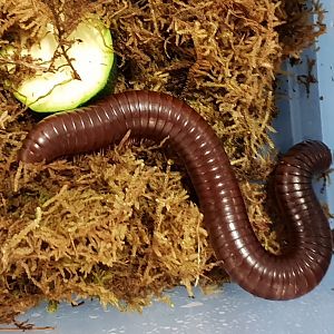 Ophistrepus guineensis