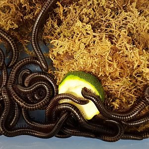 Archispirostrepus syriacus