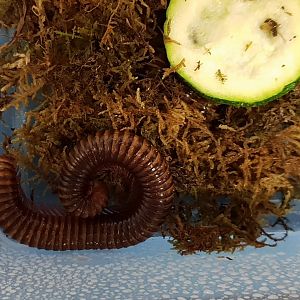 Telodeinopus assiensis