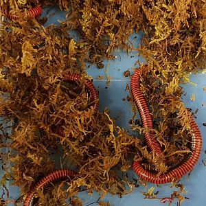 Aphistogoniulus corallipes