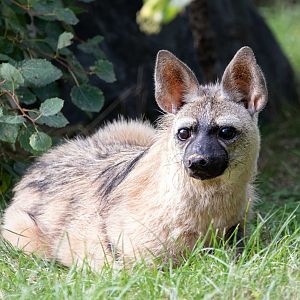 Eastern Aardwolf / Hamerton