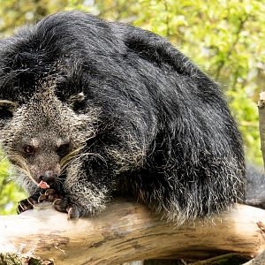 Binturong / Hamerton