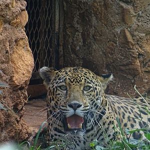 Jaguar (Panthera onca)