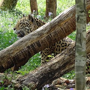 Jaguar (Panthera onca)