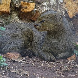 Jaguarundi (Puma yagouaroundi)