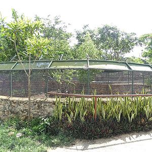 Jaguarundi enclosure