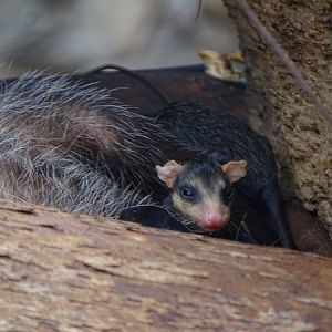 Virginia opossum (Didelphis virginiana) with young