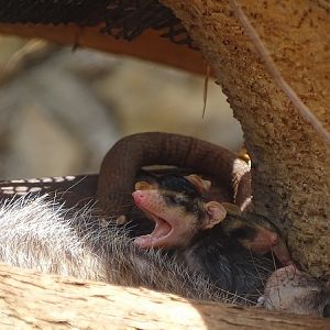 Virginia opossum (Didelphis virginiana) with young