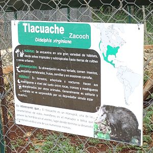 Signage Virginia opossum