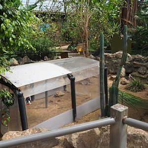 Leopard tortoise paddock, 2019-08-04