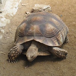 African spurred tortoise (Centrochelys sulcata), 2019-08-04