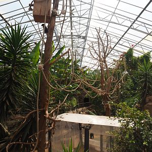 Trees for severe macaws in and above the tortoise paddocks, 2019-08-04