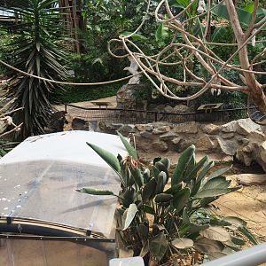 African spurred tortoise exhibit, 2019-08-04