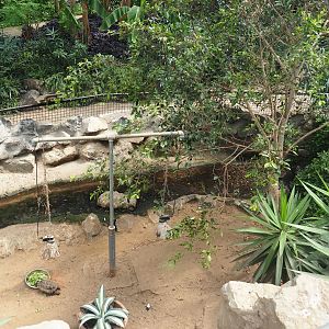 Hermann's tortoise paddock, 2019-08-04