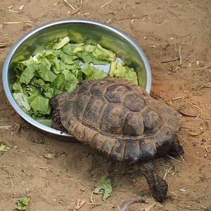 Hermann's tortoise (Testudo hermanni), 2019-08-04