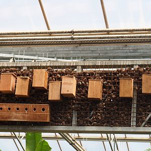 Installation with nesting boxes for the free-ranging birds in the tropical house, 2019-08-04