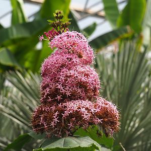 Glory flower inflorescence (Clerodendrum bungei), 2019-08-04