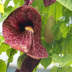 Flower of Aristolachia grandiflora, 2019-08-04