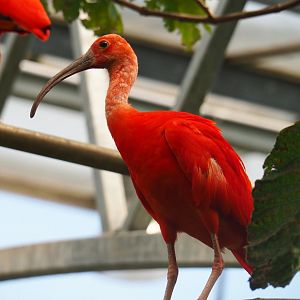 Scarlet ibis (Eudocimus ruber), 2019-08-04