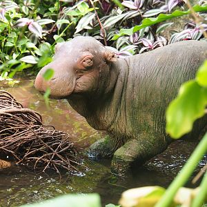 Decrepit baby hippopotamus plastic statue, 2019-08-04