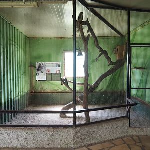 Northern white-faced scops-owl aviary, 2019-08-04