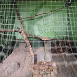 California quail aviary, .2019-08-04