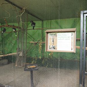 Trumpeter hornbill aviary, 2019-08-04