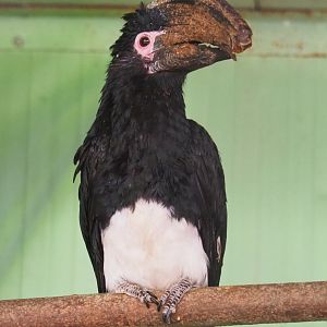 Trumpeter hornbill (Bycanistes bucinator), 2019-08-04