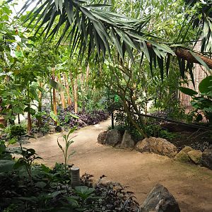 Pathway in the tropical house (near the white-fronted lemur exhibit), 2019-08-04