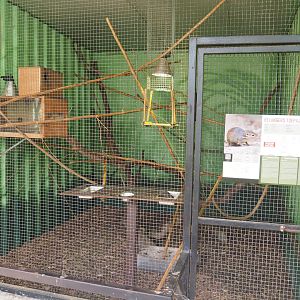 Belanger's treeshrew exhibit, 2019-08-04