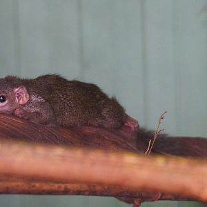 Belanger's treeshrew (Tupaia belangeri), 2019-08-04
