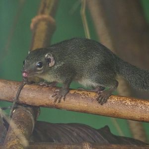 Belanger's treeshrew (Tupaia belangeri), 2019-08-04