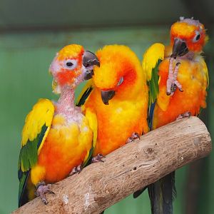 Sun conures (Aratinga solstitialis), 2019-08-04