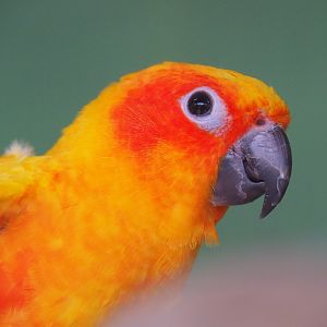 Sun conure (Aratinga solstitialis), 2019-08-04