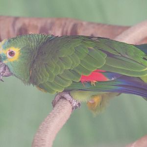 Turquoise-fronted Amazon (Amazona aestiva aestiva), 2019-08-04