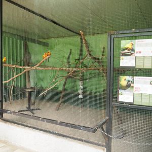 Turquoise-fronted amazon and Sun conure aviary, 2019-08-04