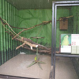 Suriname yellow-fronted amazon aviary, 2019-08-04