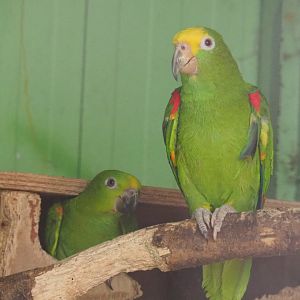 Suriname yellow-fronted amazons (Amazona ochrocephala ochrocephala), 2019-08-04