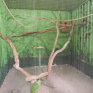 Red-lored amazon aviary, 2019-08-04