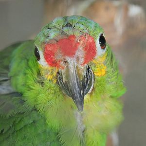 Red-lored amazon (Amazona autumnalis autumnalis), 2019-08-04