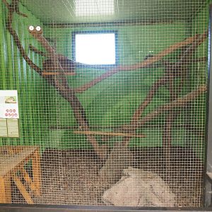 First Cape genet exhibit, 2019-08-04