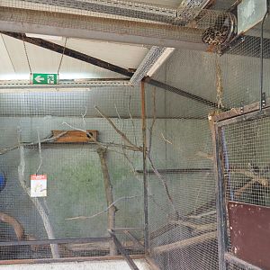 Second Cape genet exhibit, 2019-08-04