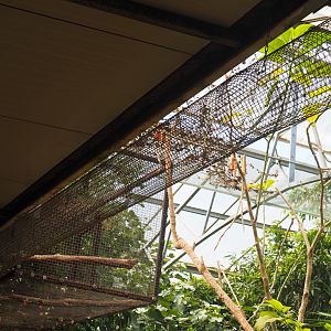 Wire tunnel and cage connected to the second main Cape genet cage, 2019-08-04